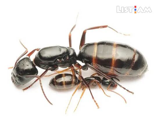Camponotus fallax /