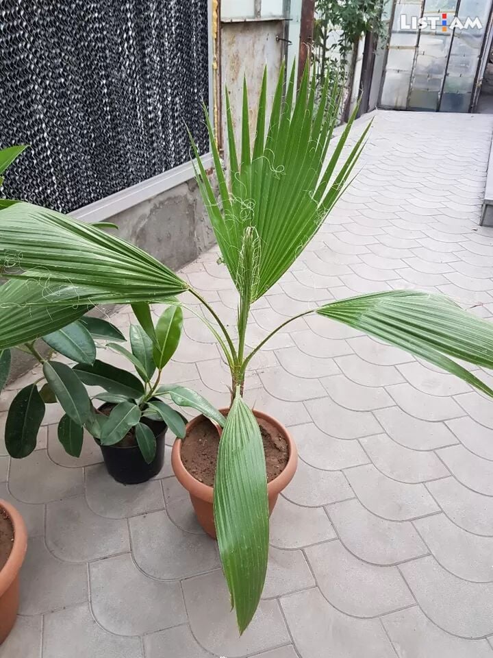 Vashingtonyan palma