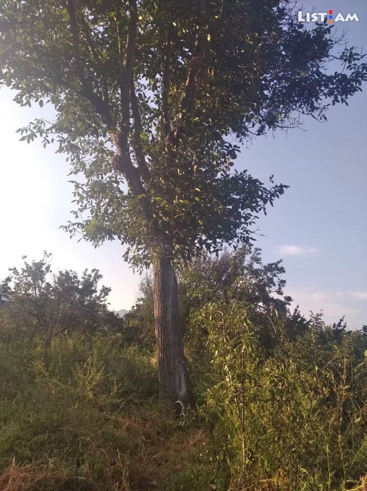 Պոպոքի ծառ