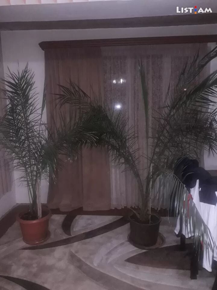 Palma Hunakan palma