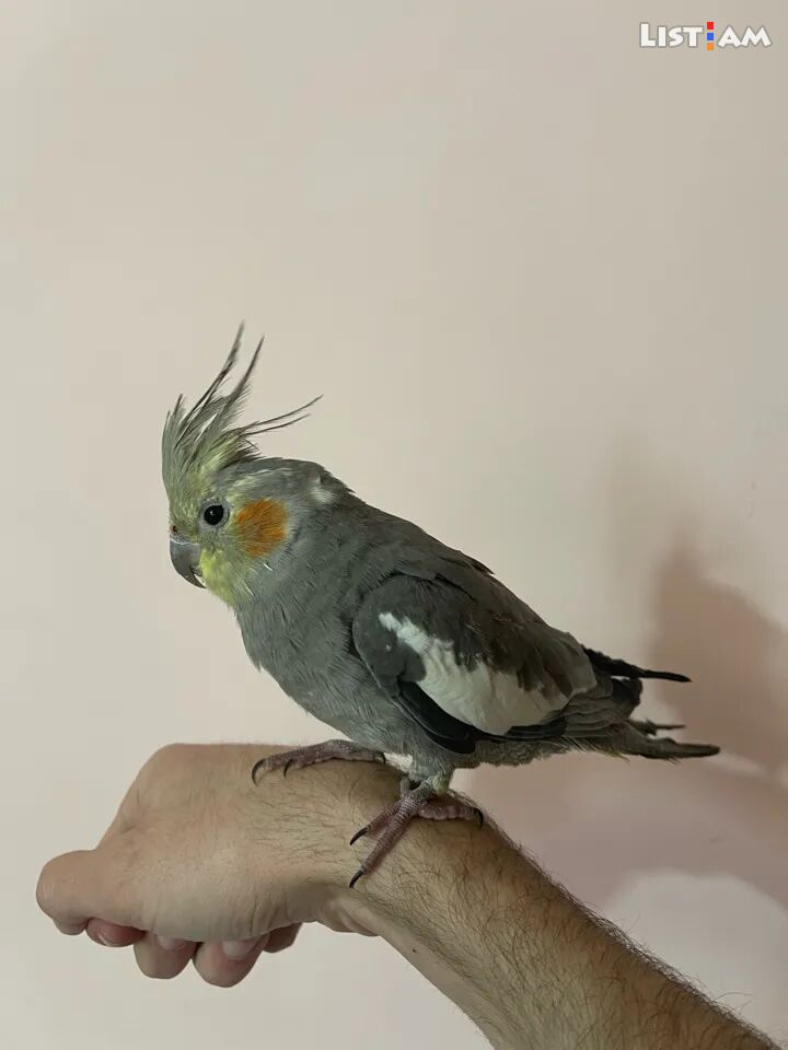 A cockatiel bird