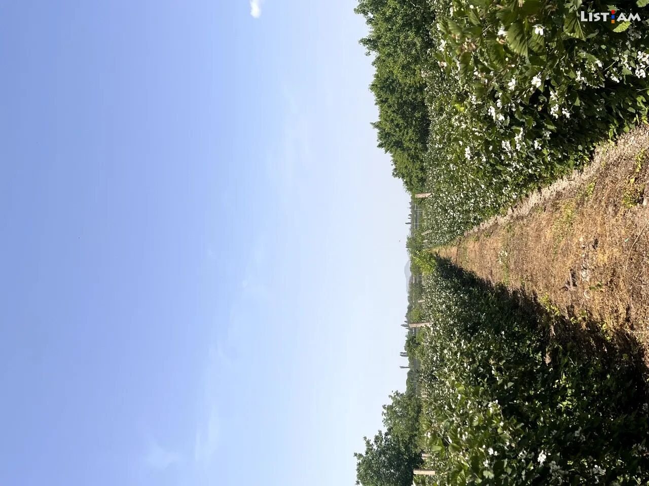 Agricultural plot in