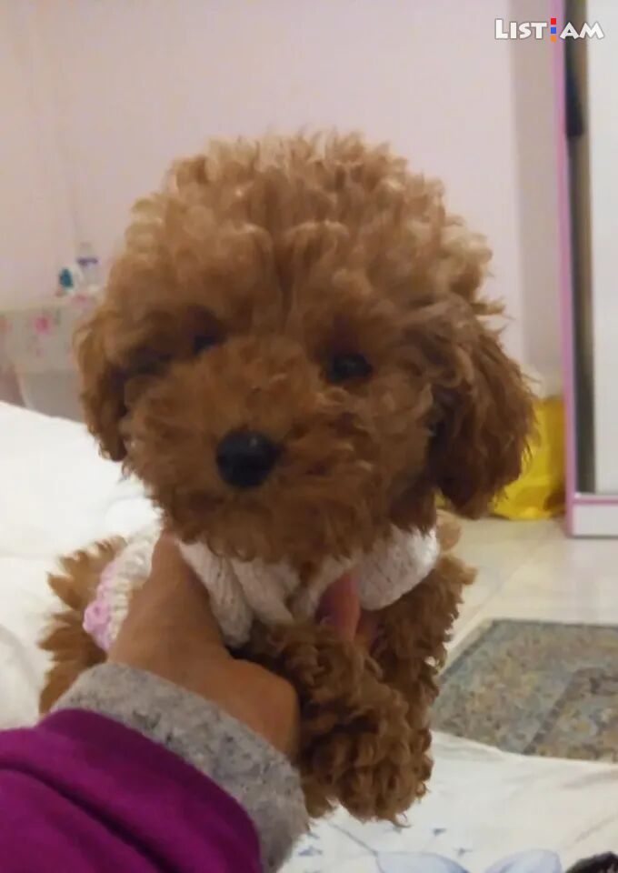 Toy poodle red
