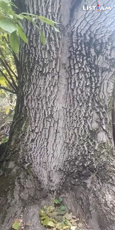 Պոպոքի ծառ