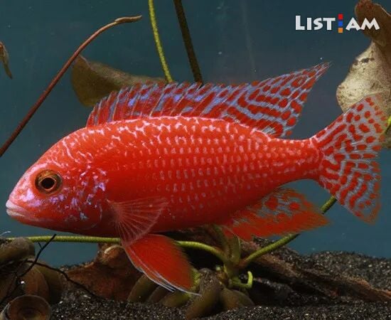 Aulonocara Fire fish