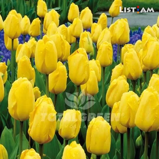 Tulip golden
