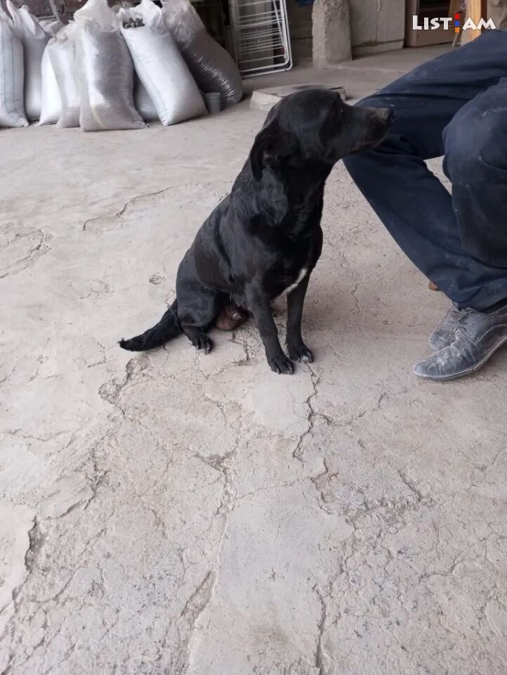 Տուզիկ շան